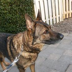 Schæferhund Tiny DØD :*( WHAA