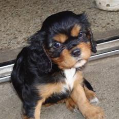 Cavalier king charles spaniel Slottet's Mr. Coco