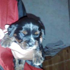 Cavalier king charles spaniel Slottet's Mr. Coco