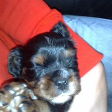 Cavalier king charles spaniel Slottet's Mr. Coco