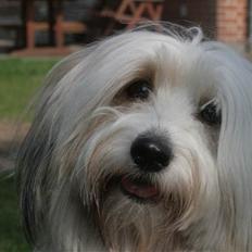 Coton de tulear Kandi - Soul Sister! <3