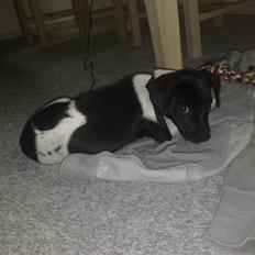 Blanding af racer Vaks 