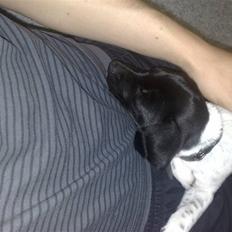 Blanding af racer Vaks 