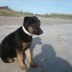 Blanding af racer - Margrethe