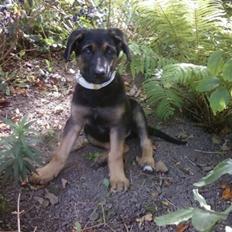 Blanding af racer - Margrethe