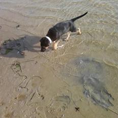 Blanding af racer - Margrethe