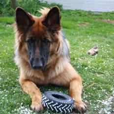 Schæferhund Beauty Bella Tiargo