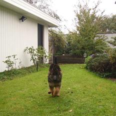 Schæferhund Beauty Bella Tiargo