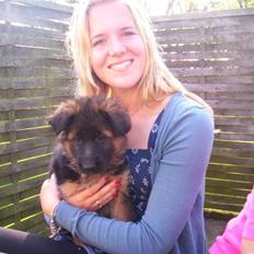 Schæferhund Beauty Bella Tiargo