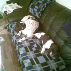 Kleiner münsterländer Thor  "Himmelhund"