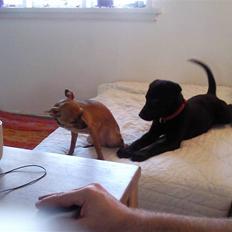 Labrador retriever Aya