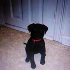 Labrador retriever Aya