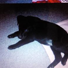 Labrador retriever Aya