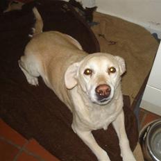 Labrador retriever Bellamús død /: ):