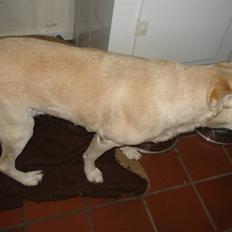 Labrador retriever Bellamús død /: ):