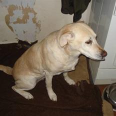 Labrador retriever Bellamús død /: ):