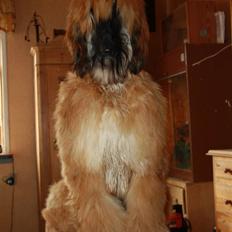 Afghansk mynde Harry