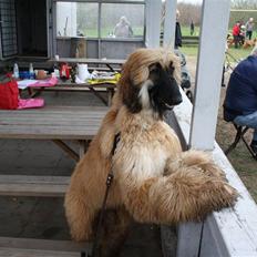 Afghansk mynde Harry