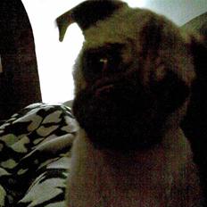 Blanding af racer Fiona