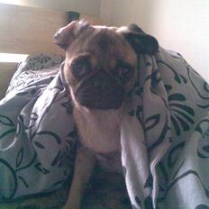 Blanding af racer Fiona