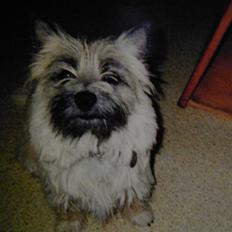 Cairn terrier O´SHIP´s OMAMORI* ~RIP~