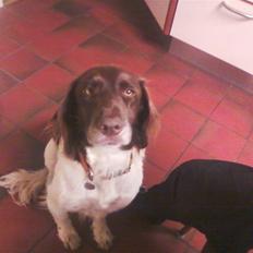 Kleiner münsterländer Jack