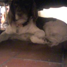 Kleiner münsterländer Jack