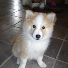 Islandsk fårehund Loka