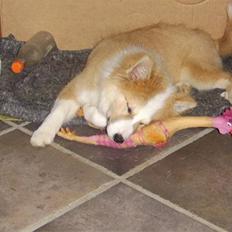 Islandsk fårehund Loka