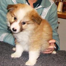 Islandsk fårehund Loka