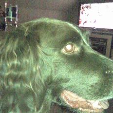 Kleiner münsterländer King R.I.P