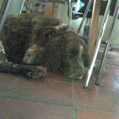 Kleiner münsterländer King R.I.P