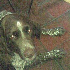 Kleiner münsterländer King R.I.P