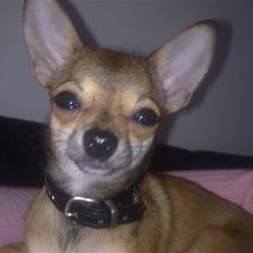 Chihuahua Emma