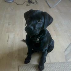 Labrador retriever Max