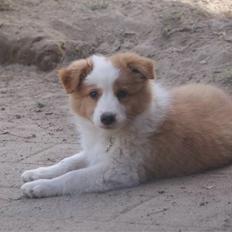 Border collie Aicha