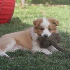Border collie Aicha
