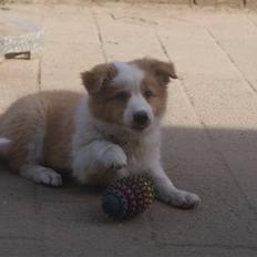 Border collie Aicha