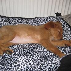 Golden retriever Naja