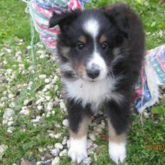 Shetland sheepdog Joey 