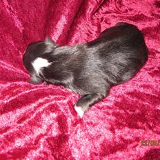 Shetland sheepdog Joey 