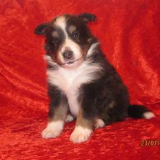 Shetland sheepdog Joey 