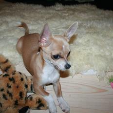 Chihuahua High Fly Chester