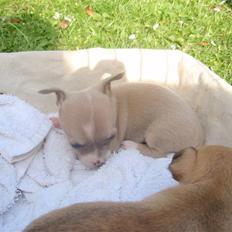 Chihuahua High Fly Chester