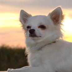 Chihuahua KENZO nu over 1 år 