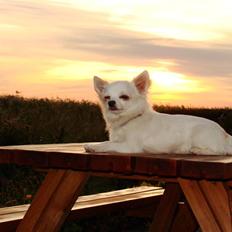 Chihuahua KENZO nu over 1 år 