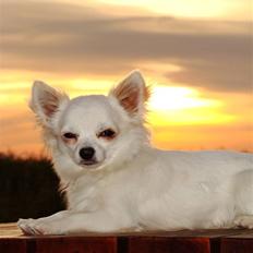 Chihuahua KENZO nu over 1 år 