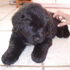 Newfoundlænder Kayla