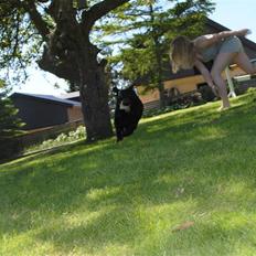 Labrador retriever Barki