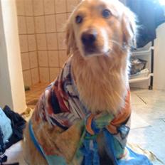 Blanding af racer Skarlet